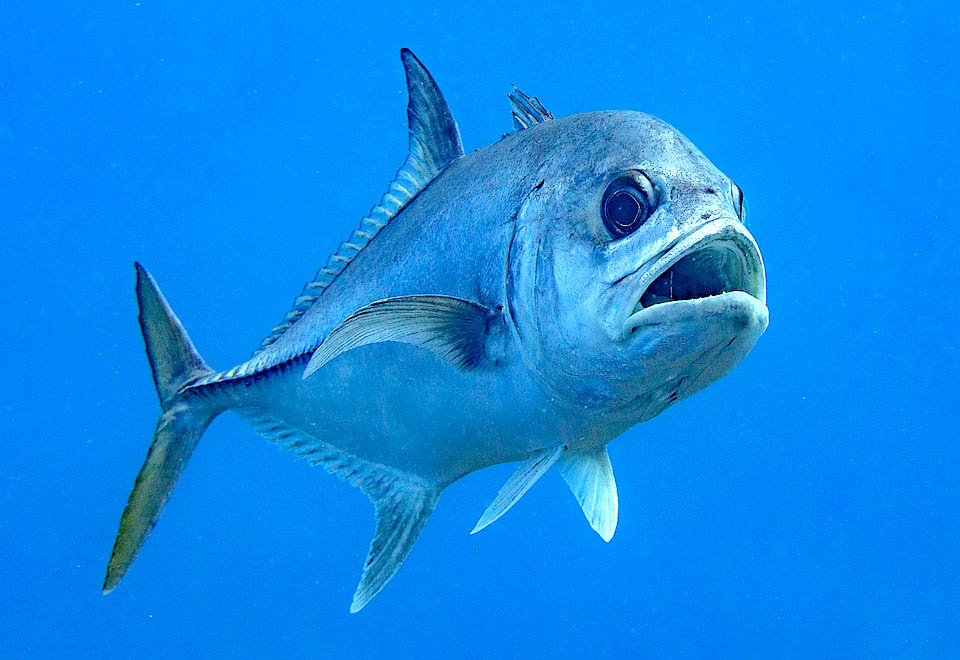 Caranx latus Con una longitud de hasta 1 m y un peso de hasta 13 kg, el Caranx latus se encuentra a ambos lados del Atlántico.