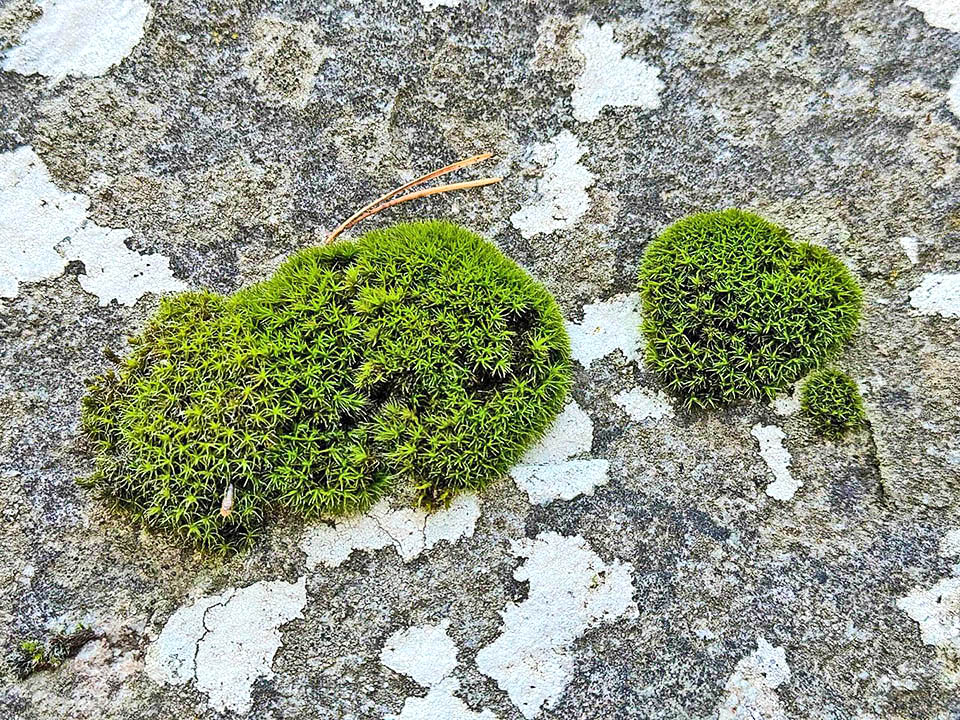 Grimmia lisae