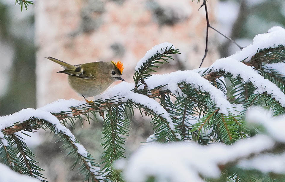 Regolo, Regulus regulus Il Regolo sopporta facilmente climi rigidissimi anche se con l’arrivo del freddo preferisce scendere a valle svernando anche nell’area mediterranea.