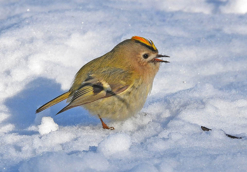 Regolo, Regulus regulus Eccolo casualmente a terra in un luogo poco frequentato, per becchettare insetti caduti a seguito di nevicate o forti geli.