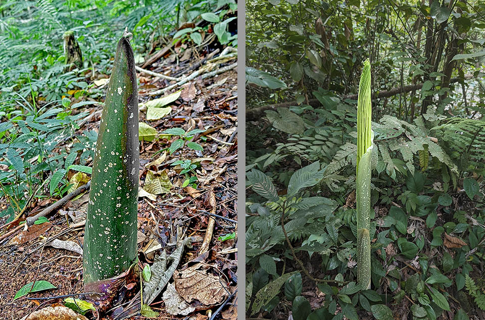 Amorphophallus titanum Dalla germinazione del seme, a sinistra, si forma una sola foglia con il picciolo verde chiaro a macchie biancastre che si erge verticalmente dal terreno.