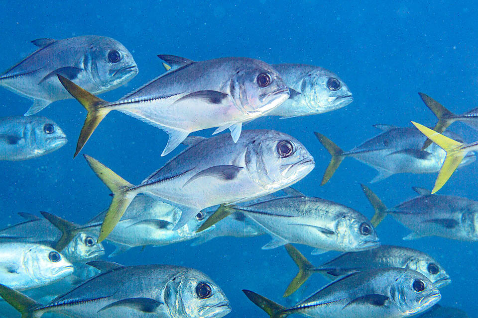 Caranx latus Caranx latus es gregario no solo cuando es joven y se caracteriza por un gran ojo con párpado, lo que le ha dado varios nombres comunes, como Horse-eye jack.