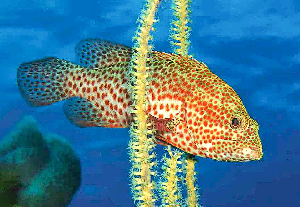 Cephalopholis cruentata, Chernia Grasby Su patrón de coloración está salpicado de manchas naranja-marrón sobre un fondo gris, oliva o marrón. Las aletas de Cephalopholis cruentata son redondeadas para una natación fluida.