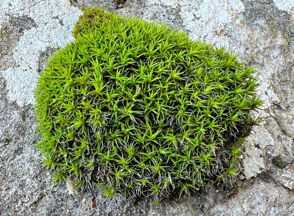 Grimmia lisae Grimmia lisae forma cuscinetti densi di colore verde intenso in superficie, brunastri o nerastri nella parte inferiore. I fusticini sono scarsamente ramificati, alti 2-4 cm.