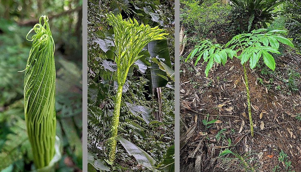 Amorphophallus titanum