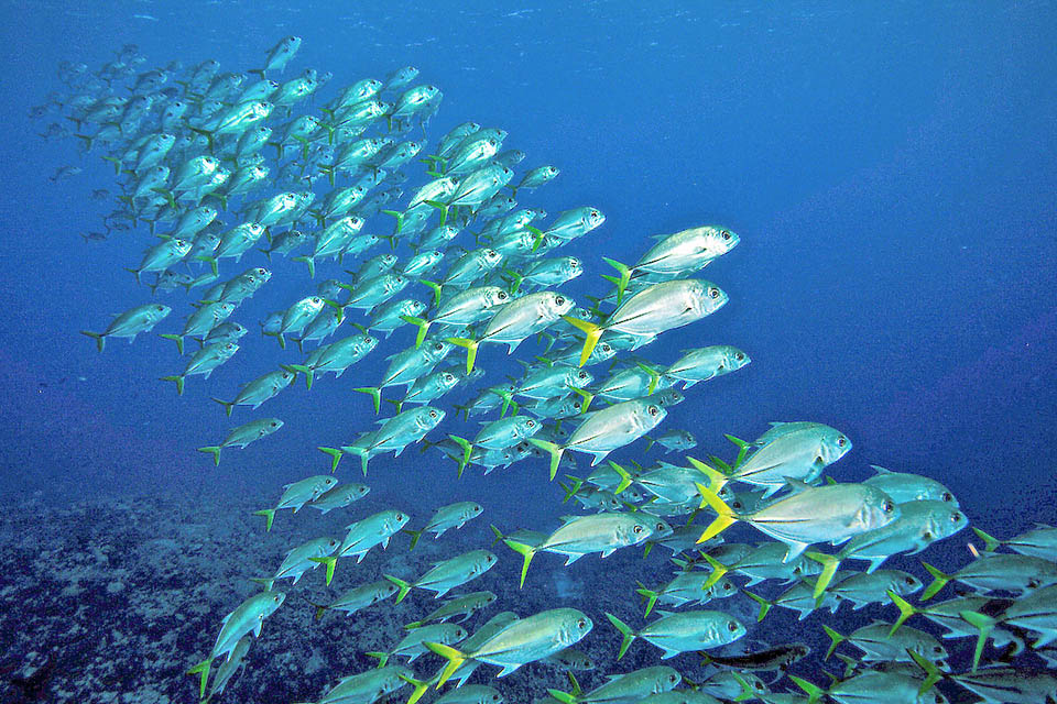 Caranx latus La reproducción de Caranx latus ocurre en grupos de 150-700 individuos, con pequeños grupos de 15-20 peces que se separan repentinamente del banco para desovar cerca de la superficie.