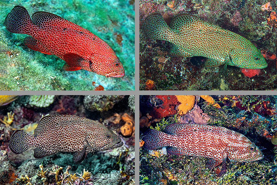 Cephalopholis cruentata, Chernia Grasby Los cromatóforos realizan verdaderos prodigios, y el pez puede presentarse en conjunto rojo, verde, pardo grisáceo o moteado. Las manchas negras alineadas en su lomo son distintivas