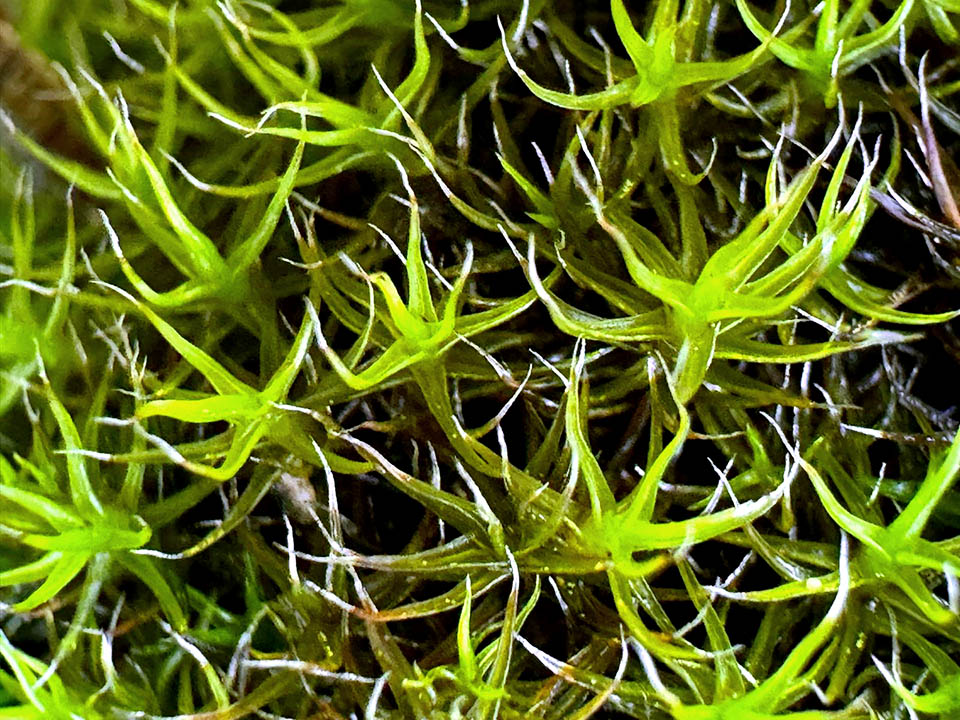 Grimmia lisae Le foglie di Grimmia lisae, lunghe 3-5 mm, appaiono strettamente appressate quando asciutte, erette e ricurve se umide. Le virtù medicinali antiossidanti della pianta sono da sempre note.