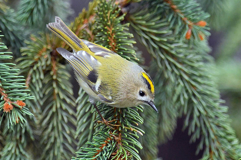 Regolo, Regulus regulus Regulus regulus ama le foreste di conifere e la sua vita si svolge in pratica tra gli alti rami degli alberi e raramente scende in basso, tantomeno a toccare terra.