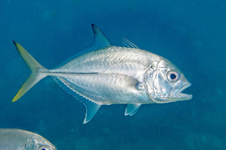 Caranx latus Caranx latus se alimenta de peces y crustáceos, y aunque su carne es de escaso valor y corre el riesgo de contraer ciguatera, se capturan hasta 1700 toneladas en el Caribe cada año.