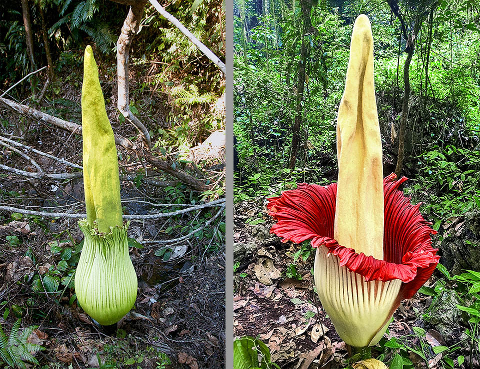 Amorphophallus titanum