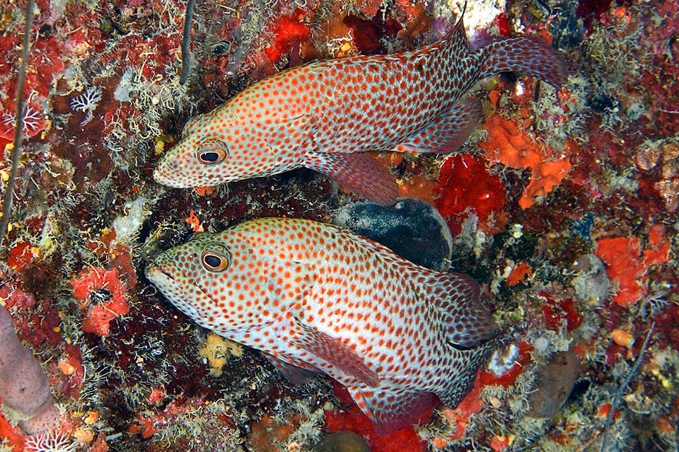 Cephalopholis cruentata, Chernia Grasby Cephalopholis cruentata es una especie hermafrodita protógina; las hembras ponen entre 260 y 600 huevos y se transforman en machos alrededor de los 4-5 años de edad.