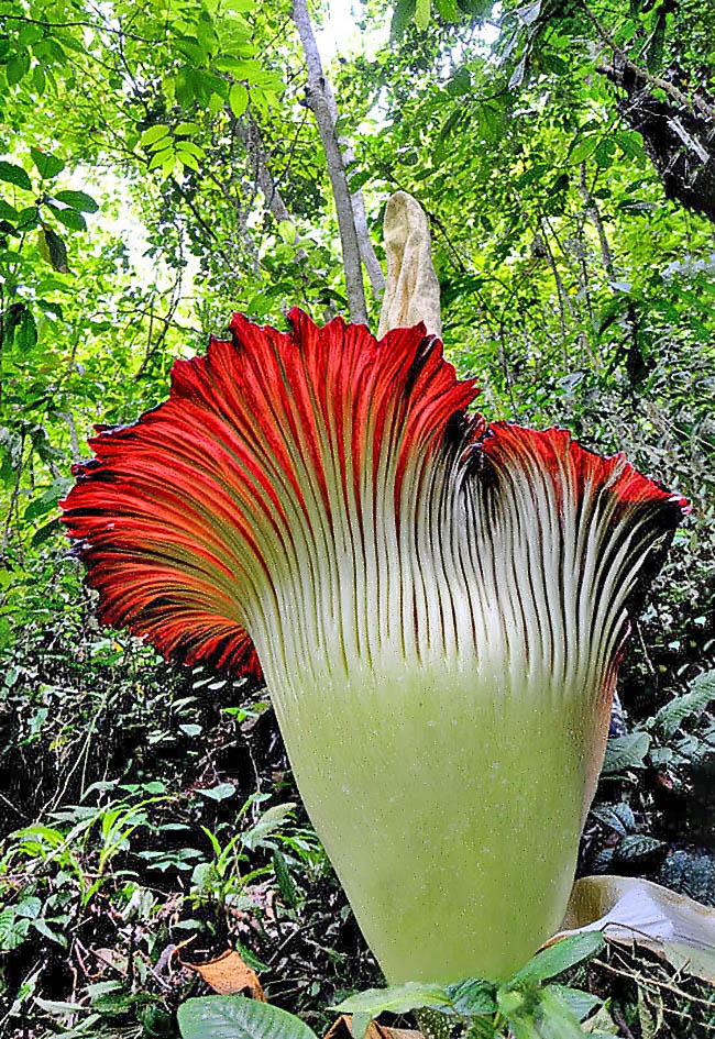 Amorphophallus titanum