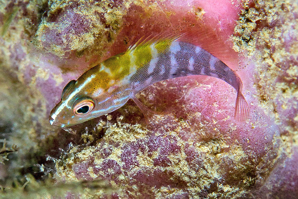 Cephalopholis cruentata, Chernia Grasby Los huevos fertilizados se liberan en las corrientes. Aquí, un juvenil con su característico patrón de camuflaje.
