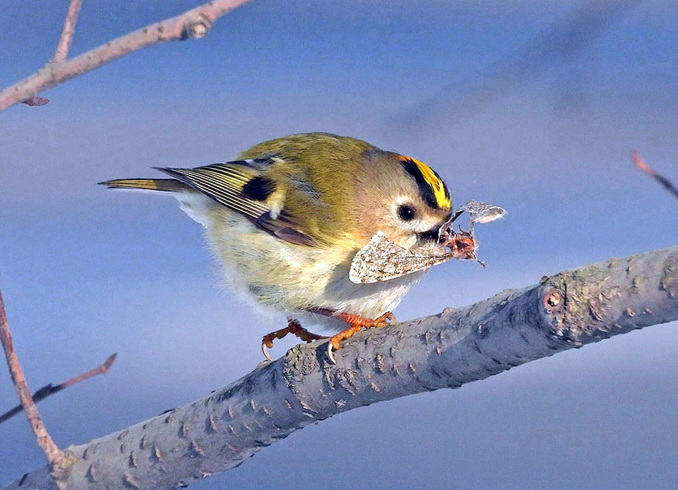 Regolo, Regulus regulus Regulus regulus si nutre abitualmente d’insetti, compresi i lepidotteri con le loro larve e pupe.