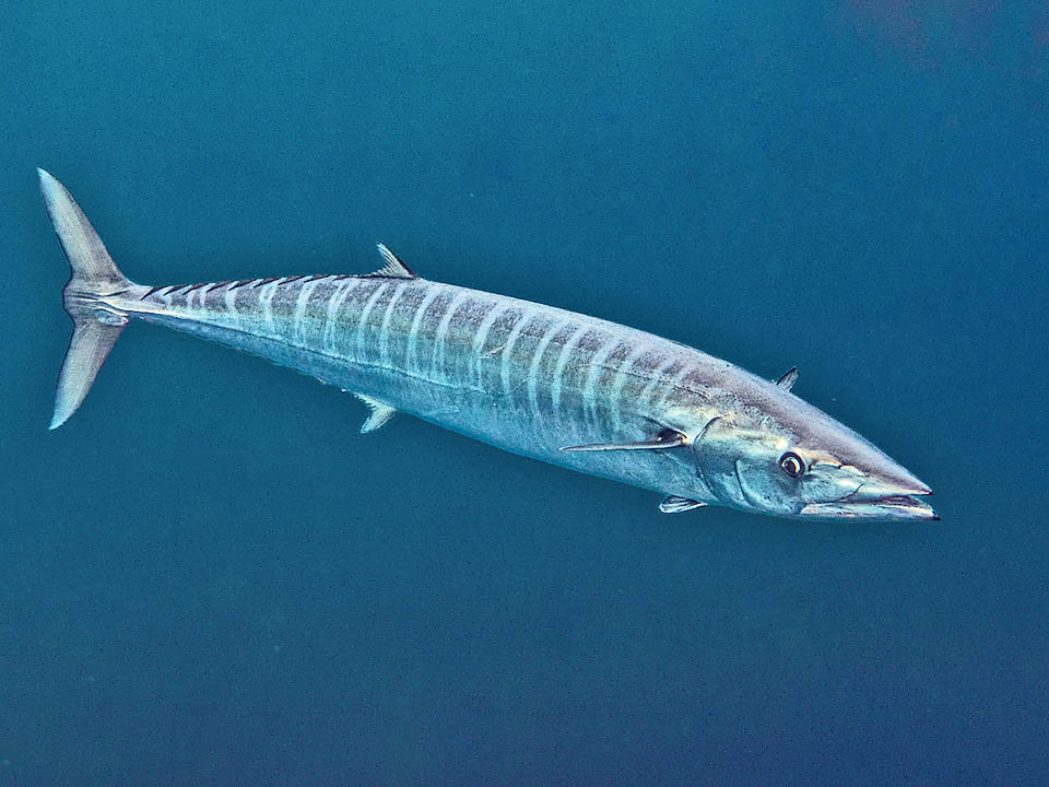 Acanthocybium solandri, peto, sierra golfina, guaju Con hasta 260 cm de largo y 24-30 barras verticales azul cobalto, a veces dobles o rotas en forma de Y, Acanthocybium solandri es un gigante de la familia de las caballas.