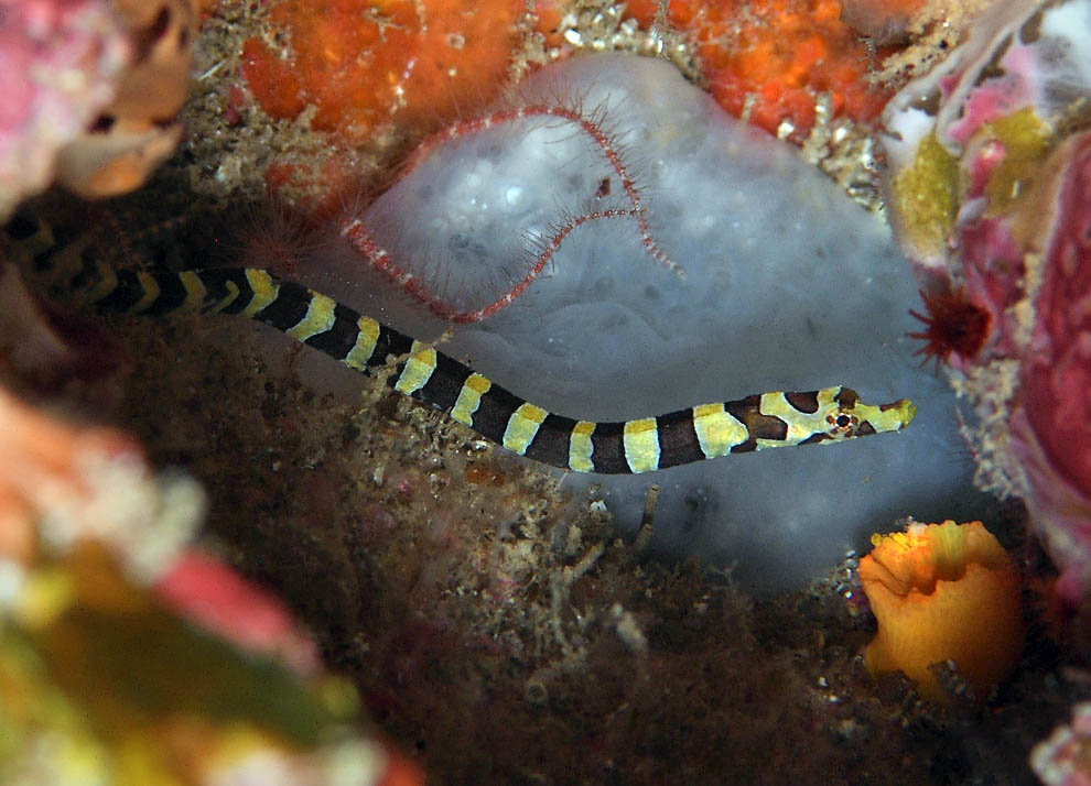 Micrognathus crinitus, Pesce ago fasciato Lungo al massimo 15 cm, il Pesce ago fasciato (Micrognathus crinitus) è presente nelle acque tropicali e subtropicali dell’Atlantico occidentale.