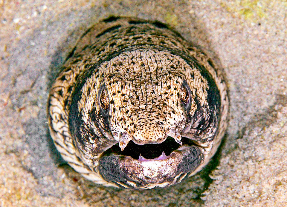 Ophichthus ophis, Safio de manchas negras En la entrada de su madriguera, excavada en el fondo marino arenoso, Ophichthus ophis observa su entorno durante el día. Sus llamativas fosas nasales le dan un olfato excepcional.