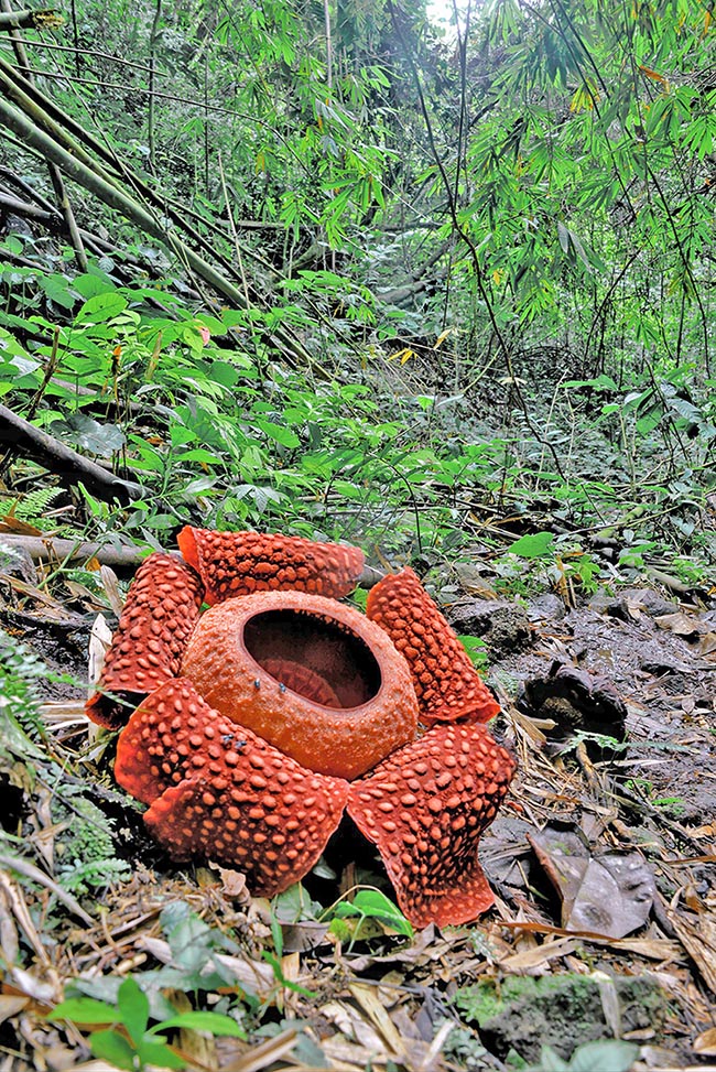 Rafflesia arnoldi The world largest flower measures up to 107 cm with a weight that may reach 7 kg.