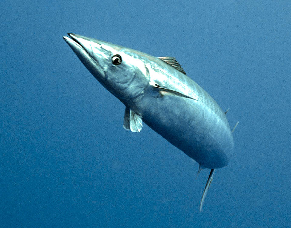 Acanthocybium solandri, peto, sierra golfina, guaju Independientemente de su tamaño, Acanthocybium solandri también se reconoce fácilmente por su distintivo hocico puntiagudo, similar a un pico, que ocupa la mitad de su cabeza.