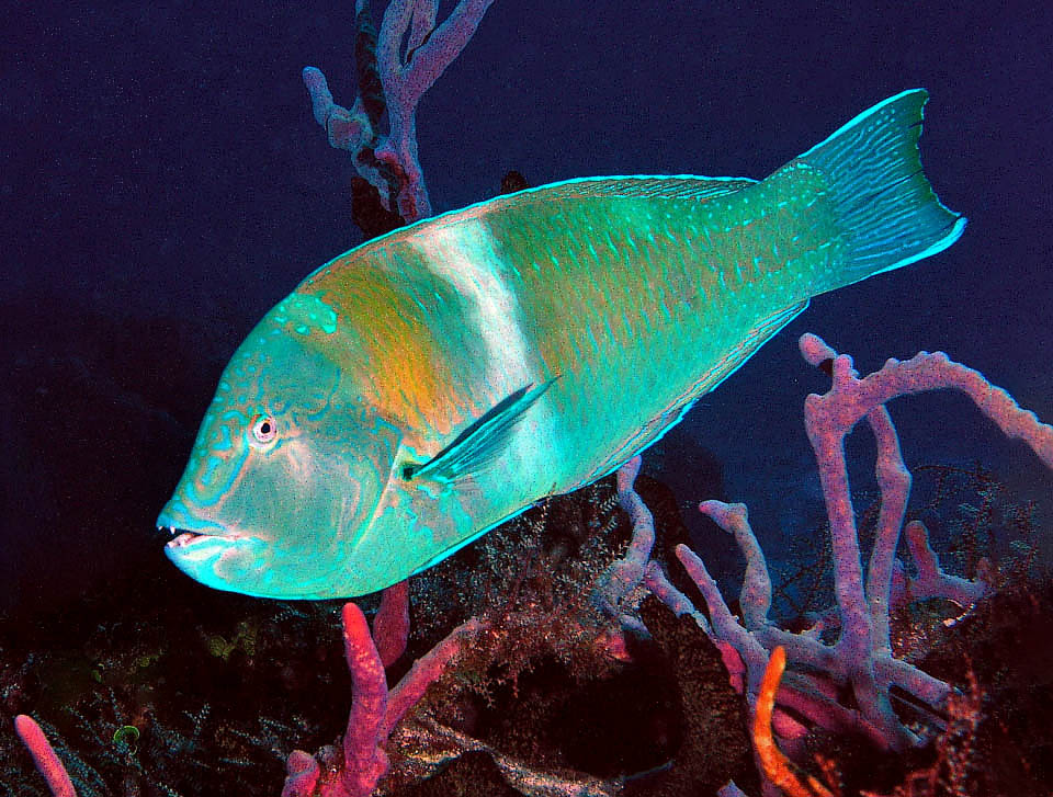 Halichoeres radiatus Halichoeres radiatus è il più grande rappresentante atlantico del genere Halichoeres che significa in greco maiale di mare per i canini sporgenti, da cinghiale