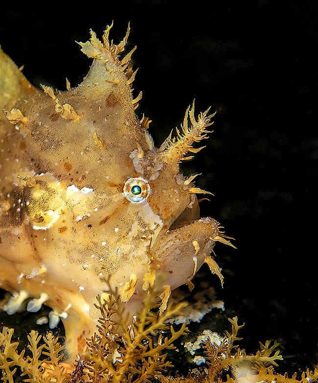 Histrio histrio, Pez sargazo El primer rayo de la aleta dorsal de Histrio histrio se ha transformado en un sedal con cebo, llamado illicium, para atraer las presas.