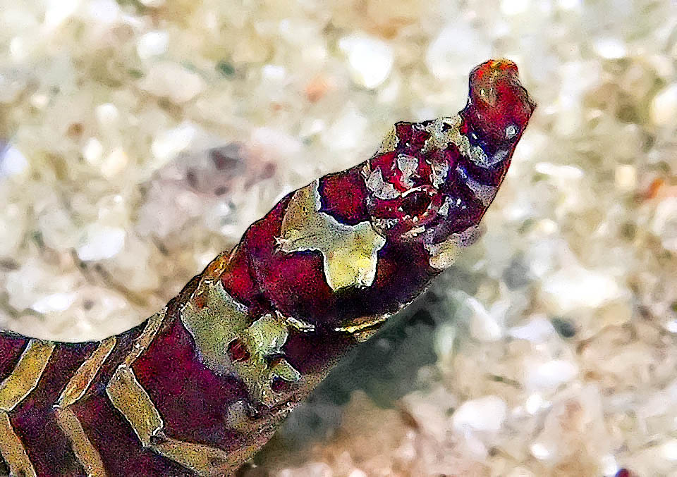Micrognathus crinitus, Pesce ago fasciato Micrognathus crinitus ha il muso relativamente corto, come indica l’etimologia del genere Micrognathus che significa piccola mascella.