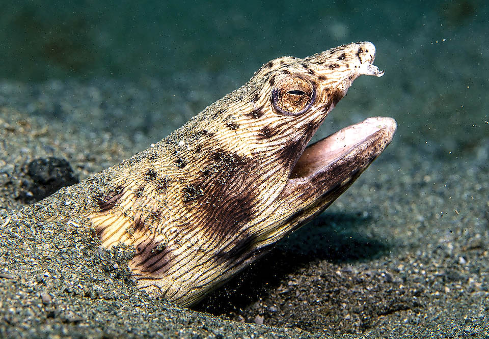 Ophichthus ophis, Safio de manchas negras El Safio de manchas negras (Ophichthus ophis) es una especie poco común, pero con una amplia distribución a lo largo de las costas tropicales y templadas del Atlántico.