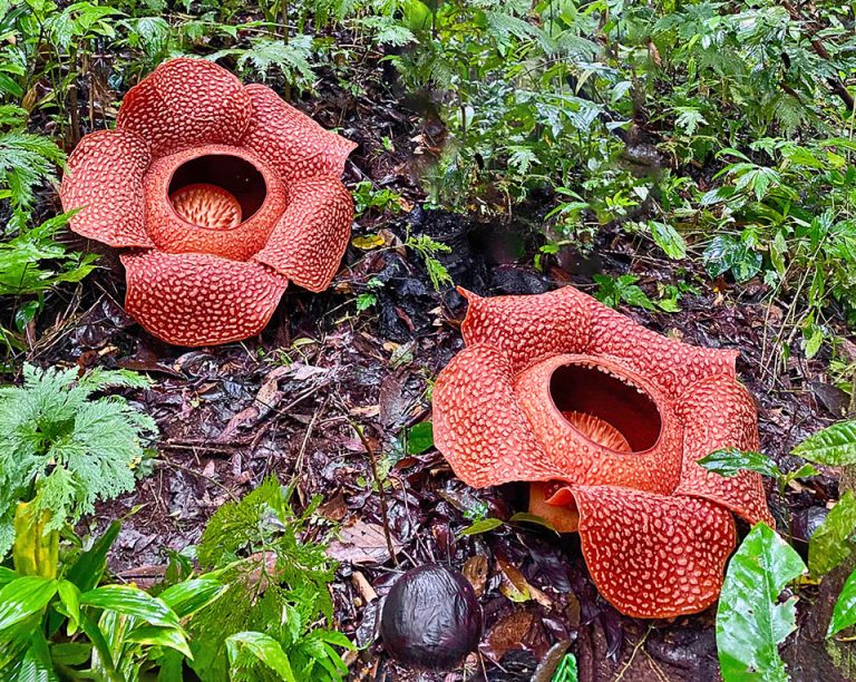 Rafflesia Arnoldi Spr 252 Hen Kombinieren Bosch Sp 252 Lmaschine Fehler E24