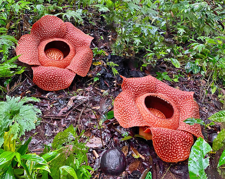 Rafflesia arnoldi It's Rafflesi arnoldi, native to Borneo and Sumatra forests, usually growing near the water, between 490 and 1024 m of altitude.