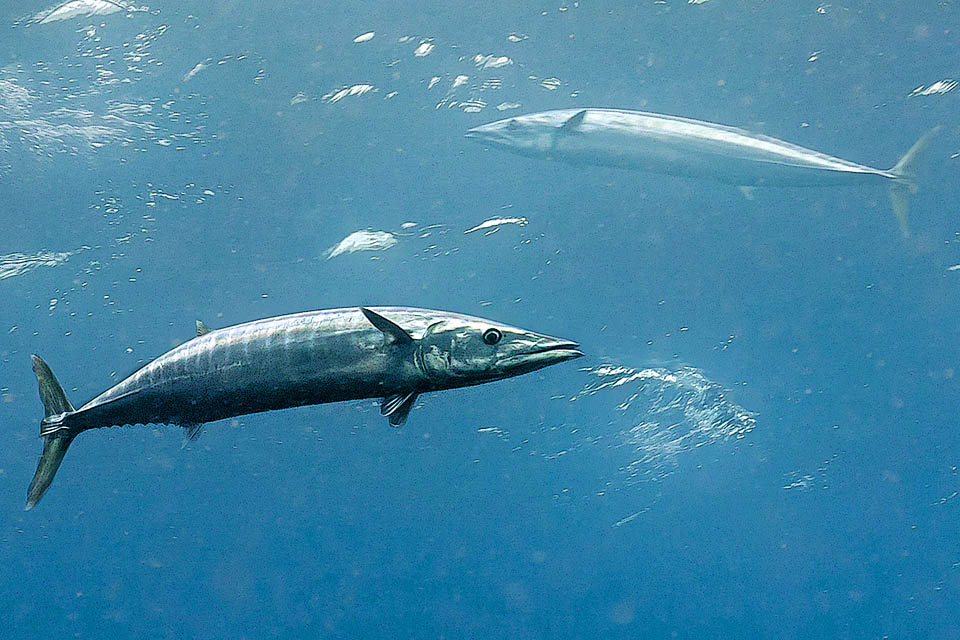 Acanthocybium solandri, peto, sierra golfina, guaju Presente en aguas templadas-cálidas de todos los mares, Acanthocybium solandri nada principalmente en alta mar y en la superficie, depredando peces, cefalópodos y crustáceos.