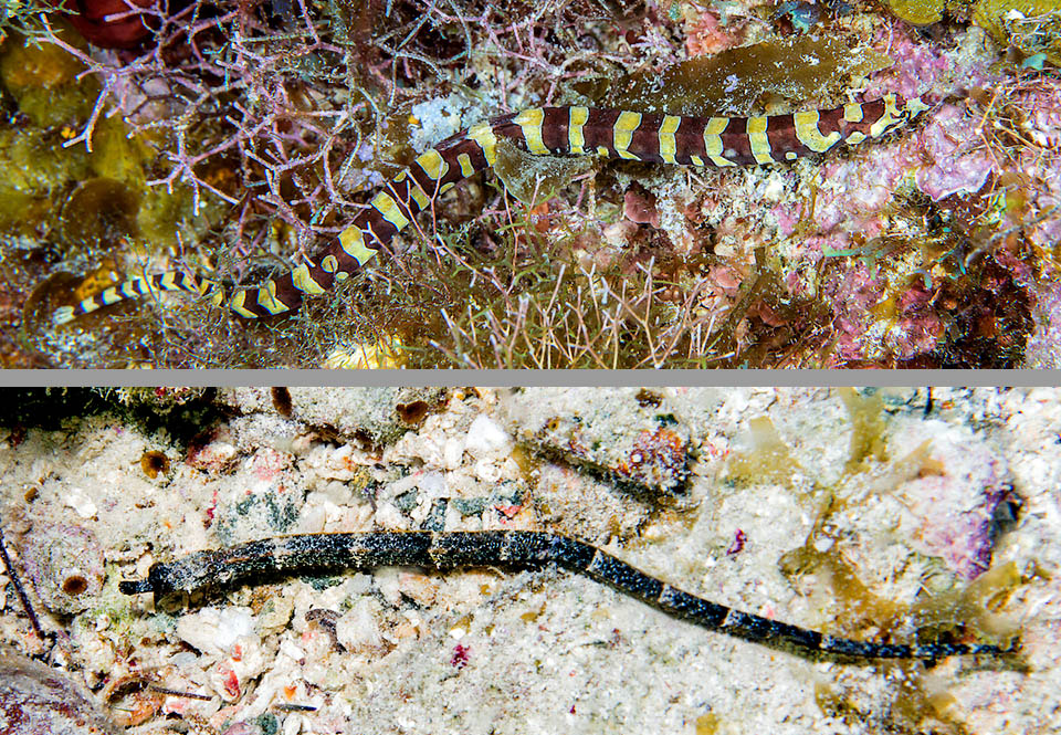 Micrognathus crinitus, Pesce ago fasciato Micrognathus crinitus può presentarsi nello stesso areale con due forme di colore: la ensenadae, a barre giallastre e violacee scure, e la crinitus, con 10 o più fasce scure a puntini chiari.