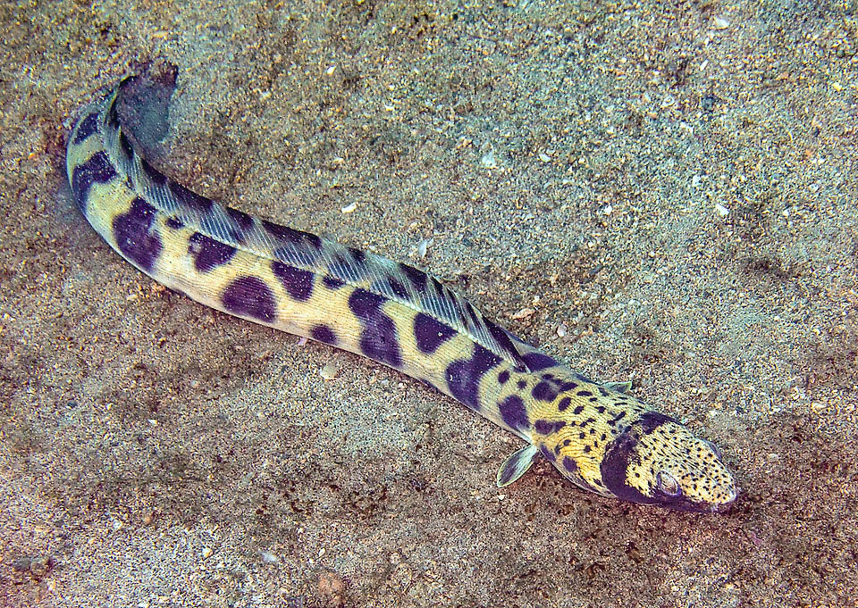 Ophichthus ophis, Safio de manchas negras Ophichthus ophis solo sale a cazar de noche, en la oscuridad, en busca de peces y pulpos.