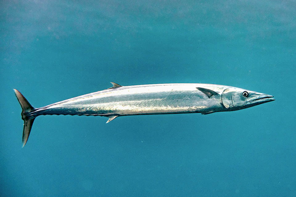 Acanthocybium solandri, peto, sierra golfina, guaju Aunque puede tener riesgo de ciguatera, su carne es excelente y, debido a su tamaño y a su espíritu de lucha, es una presa muy codiciada por los pescadores deportivos.