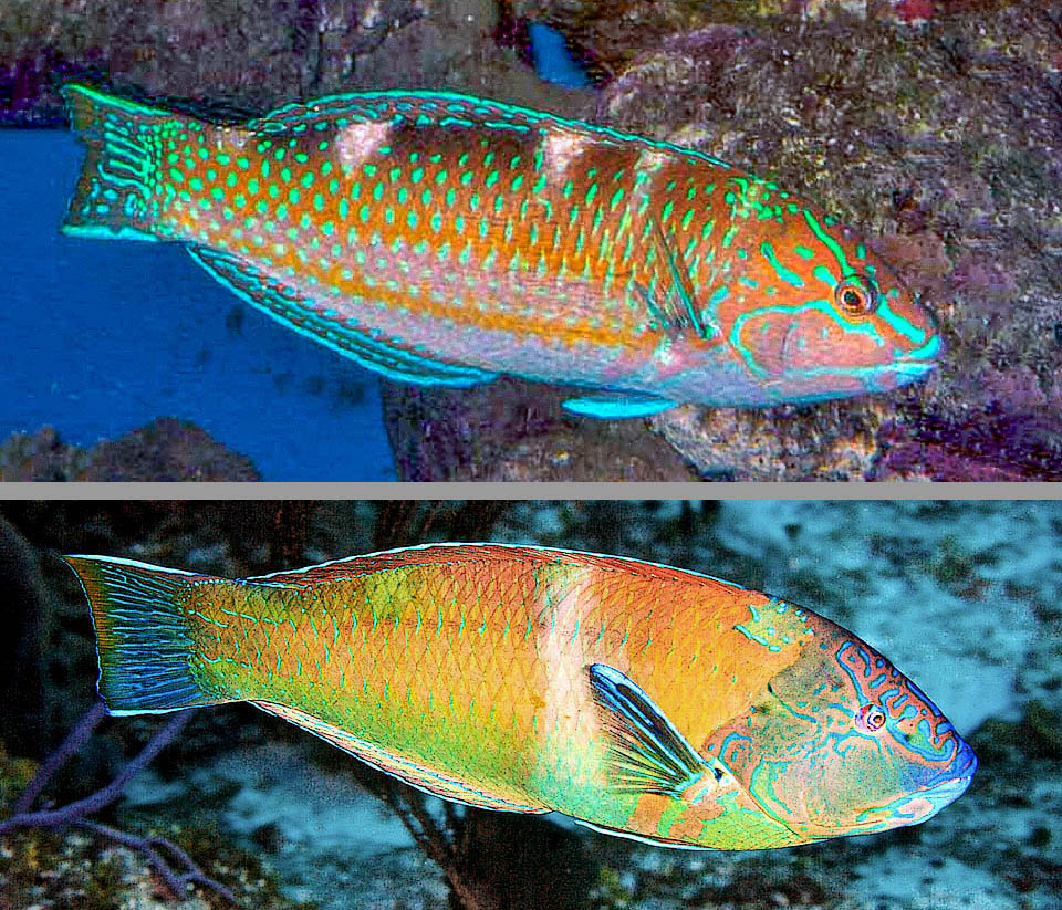Halichoeres radiatus, Puddingwife, Florida Keys Qui in alto la Fase iniziale, con le vistose macchie ovali sulle squame, e in basso la Fase terminale con una larga barra bianca sfumata che spezza il corpo in due.