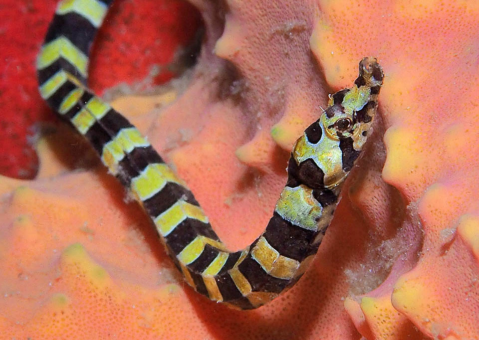 Micrognathus crinitus, Pesce ago fasciato Alcuni studiosi parlano già di due specie, ma in entrambi i casi il corpo è protetto 49-52 anelli ossei e presentano le stesse escrescenze.