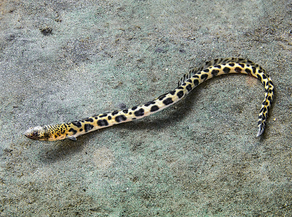 Ophichthus ophis, Safio de manchas negras Podría confundirse con una serpiente o una morena, pero la presencia de sus aletas pectorales la sitúa taxonómicamente cerca de las anguilas.