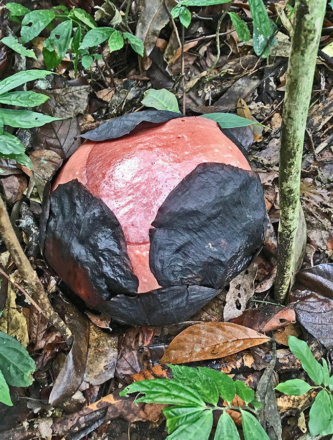 Rafflesia arnoldi When opening they show the protected inner corolla with functions similar to sepals of traditional flowers.