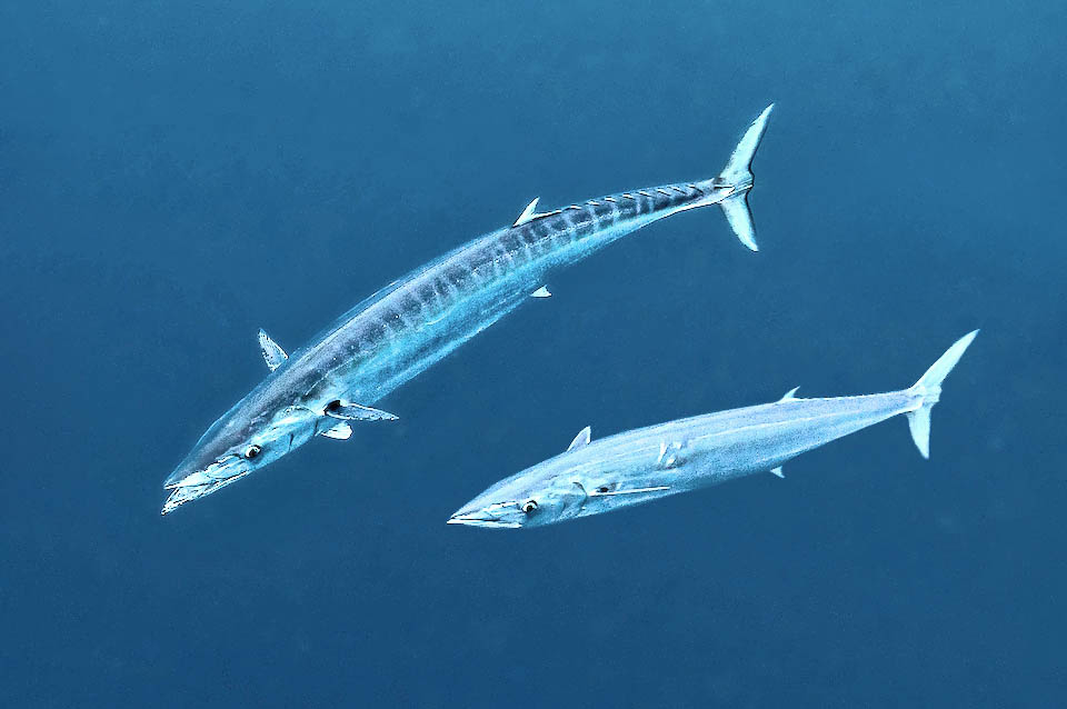 Acanthocybium solandri, peto, sierra golfina, guaju Sin embargo, Acanthocybium solandri no se considera una especie en peligro de extinción debido a su amplia distribución y poblaciones estables.