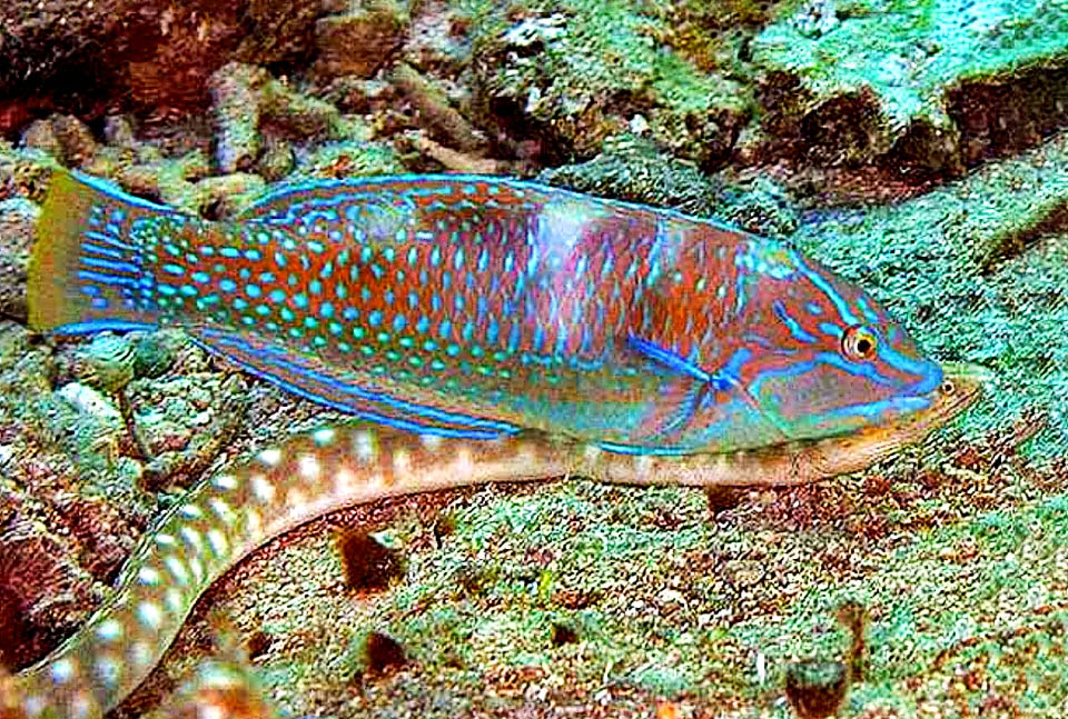 Halichoeres radiatus Halichoeres radiatus si nutre di ofiure, crostacei e molluschi. Per scovarli segue qui la battuta di caccia di Myrichthys breviceps, un’anguille serpente dal finissimo olfatto.