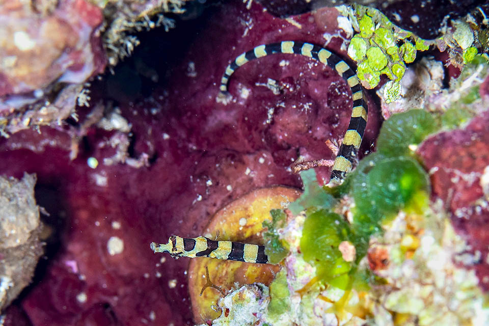 Micrognathus crinitus, Pesce ago fasciato I maschi recano nel sottocoda una tasca di covata dove avviene la fecondazione. Le uova aderiscono al tessuto ricco di capillari che nutrono e ossigenano gli embrioni.