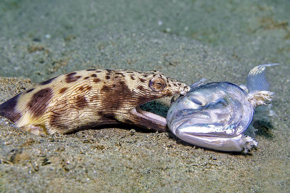Ophichthus ophis, Safio de manchas negras Aquí Ophichthus ophis está con presas que desaparecen a mordiscos, con huesos incluidos, en su enorme boca.