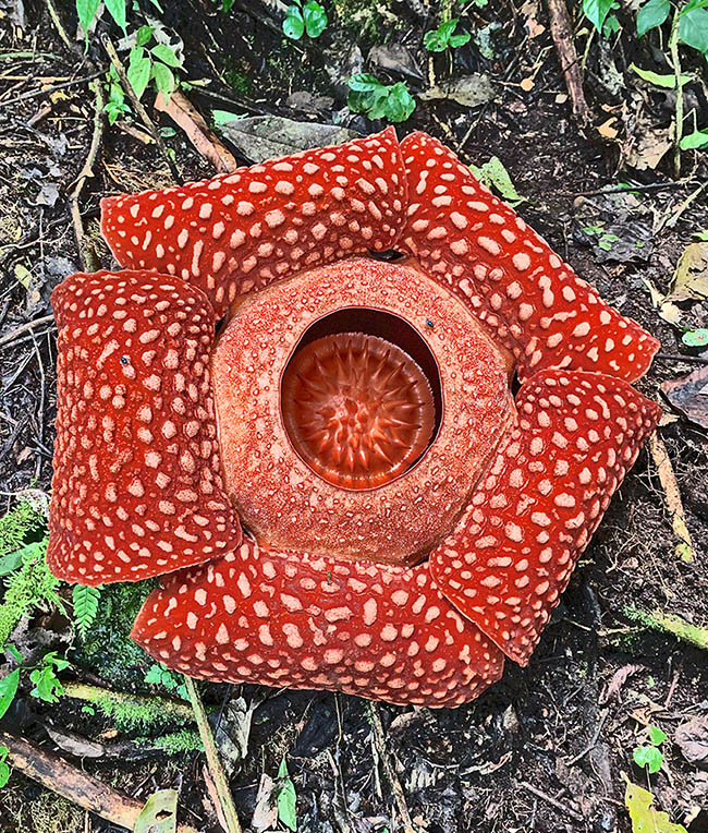 Rafflesia arnoldi Anthesis stage of Rafflesia arnoldi. Are visible 5 petals and the inner disc remaining wholly open a few days for the pollination.