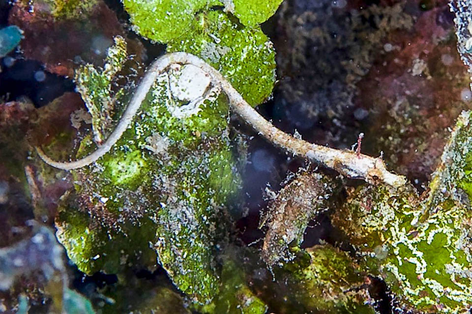 Micrognathus crinitus, Pesce ago fasciato Un giovane. La resilienza elevata e la vulnerabilità alla pesca bassissima collocano Micrognathus crinitus fra le specie non a rischio della Lista Rossa IUCN.