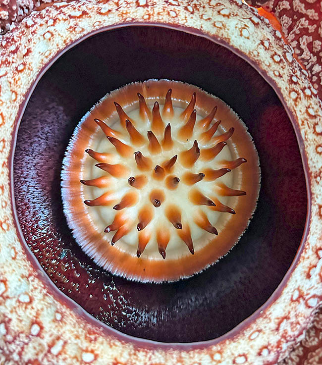 6 Rafflesia arnoldi © ccgfh Inner disc of Inner disc with outgrowths where are stuck the stigmas in the female flowers or the stamens in the male with outgrowths where are stuck the stigmas in the female flowers or the stamens in the male.