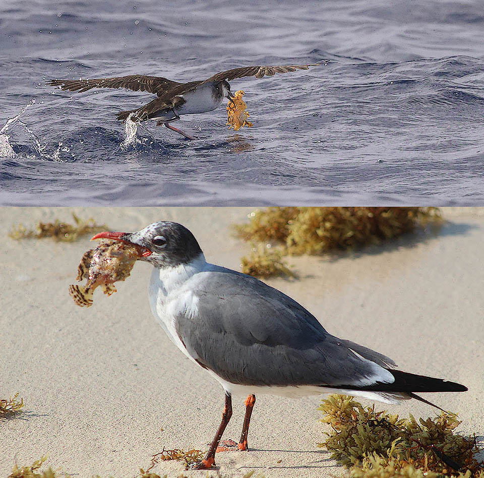Histrio histrio, Pez sargazo Algunas, moviéndose en la superficie e incluso refugiándose sobre alfombras de algas flotantes para escapar de los voraces peces, a menudo terminan en las bocas de las gaviotas. Sin embargo, las poblaciones son estables y el Pez sargazo no se considera actualmente una especie en peligro de extinción.