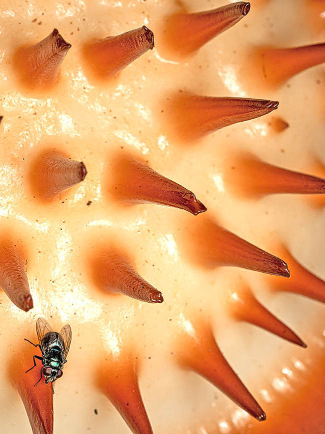 Rafflesia arnoldi For reproduction the pollen of Rafflesia arnoldi is immersed in a thick and sticky liquid that dries up on the back of the pollinators like this fly attracted by smell and can be carried even for several kilometres before pollinating another flower.