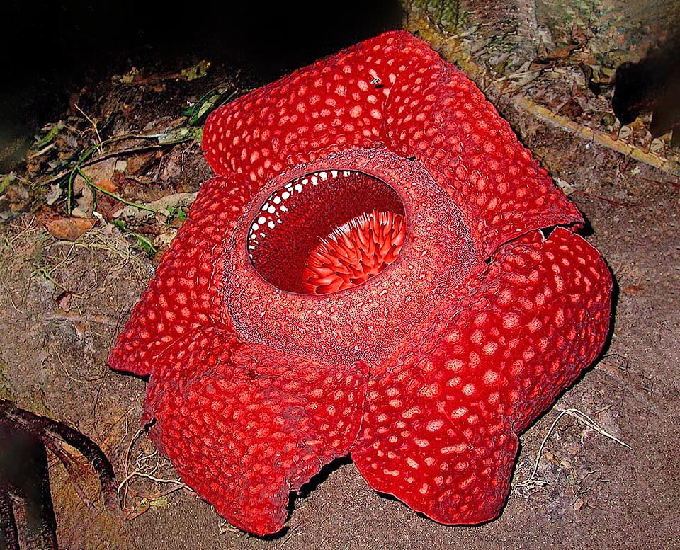 Rafflesia arnoldi In Indonesian traditional medicine the plant was used to favour the postpartum recovery, sure it helped to expel the placenta, to stop haemorrhages and even as aphrodisiac. Recent studies suggest that Rafflesia arnoldi could have anti-cholesterol, respiratory antiviral, healing and antifungal properties.
