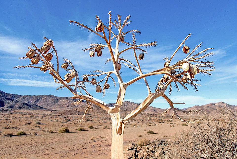 Aloidendron pillansii I frutti sono capsule sferiche che si aprono lungo le suture dei carpelli rilasciando numerosi semi di consistenza cartacea dispersi dal vento.