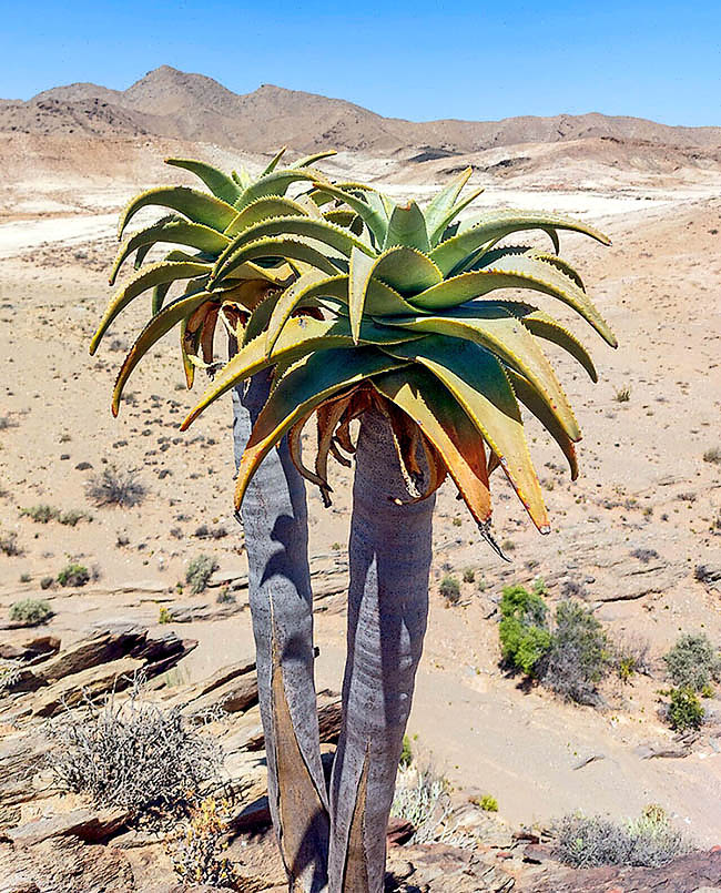 Aloidendron pillansii Aloidendron pillansii è una specie succulenta arborescente in pericolo critico di estinzione.